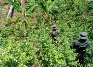 Hallan plantación con más de 10 mil arbustos de coca en Iriona, Colón