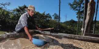 Café hondureño ya está listo para exportarse a China, anuncia Cancillería