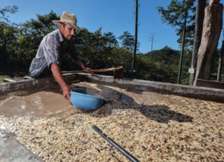 Café hondureño ya está listo para exportarse a China, anuncia Cancillería