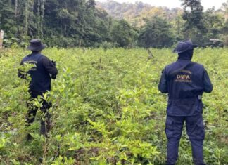 Honduras halla más de un millón de arbustos de coca en Parque Nacional Patuca