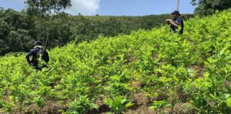 Policía Nacional halla 120 manzanas de plantación de coca en Patuca, Olancho