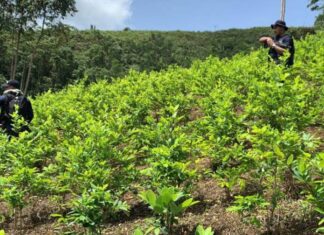 Policía Nacional halla 120 manzanas de plantación de coca en Patuca, Olancho