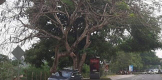 Asesinan a conductor de taxi VIP en San Pedro Sula