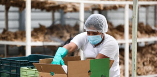 Productores hondureños ven con buenas expectativas la ampliación del mercado con China Popular