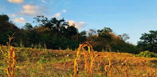 Se mantiene la Alerta Roja por sequía en 140 municipios de Honduras