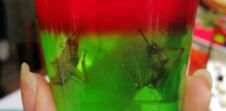 Crean La Grilla, una cerveza mexicana a base de insectos