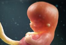 ¿Por qué un embarazo humano dura 9 meses, en ratones 20 días y en rinocerontes 17 meses?