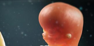 ¿Por qué un embarazo humano dura 9 meses, en ratones 20 días y en rinocerontes 17 meses?