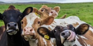 Representante del Fondo Ganadero dice que no se debe crear alarma ante muerte por rabia bovina