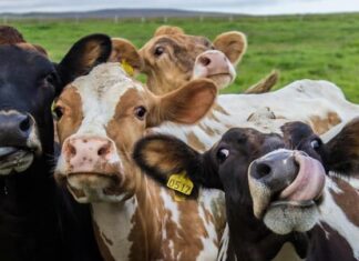 Representante del Fondo Ganadero dice que no se debe crear alarma ante muerte por rabia bovina