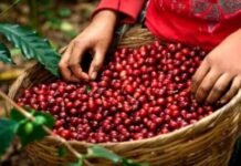 Los ingresos por exportación de café hondureño disminuyen un 9.2 % en la cosecha 2022-2023