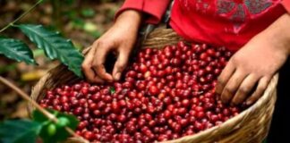 Los ingresos por exportación de café hondureño disminuyen un 9.2 % en la cosecha 2022-2023