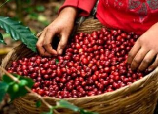 Los ingresos por exportación de café hondureño disminuyen un 9.2 % en la cosecha 2022-2023