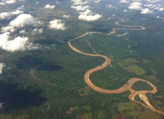Más de 250 mil hectáreas de bosque han sido destruidas en La Mosquitia por narcotraficantes