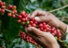 China quiere café con el sello de cero deforestaciones en Honduras