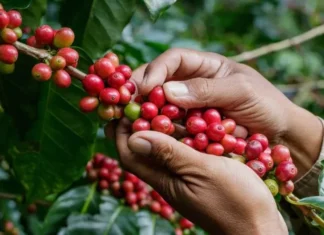 China quiere café con el sello de cero deforestaciones en Honduras
