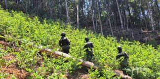 La ATIC destruye 10 manzanas de cultivo de coca en el municipio de Limón, Colón