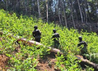 La ATIC destruye 10 manzanas de cultivo de coca en el municipio de Limón, Colón