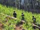 La ATIC destruye 10 manzanas de cultivo de coca en el municipio de Limón, Colón