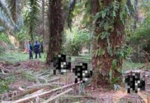 ¡Masacre! Asesinan a tres hombres en plantación de Palma Africana en Tela