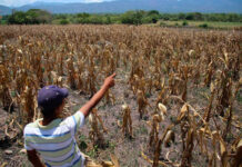 Centroamérica y FAO trabajarán en la transformación agroalimentaria del Corredor Seco