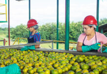 Honduras registra una grave escasez de naranjas