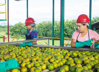 Honduras registra una grave escasez de naranjas