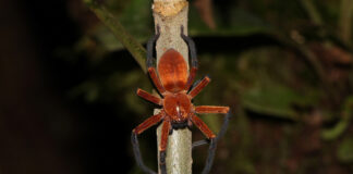 Descubren en zona protegida de la selva amazónica de Ecuador a la araña cangrejo gigante