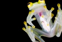 Descubren una nueva especie de rana de cristal en Ecuador