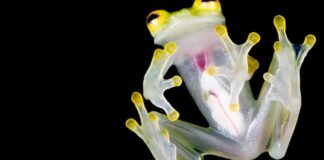 Descubren una nueva especie de rana de cristal en Ecuador