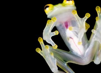 Descubren una nueva especie de rana de cristal en Ecuador
