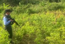 Policia Nacional erradica tres manzanas de arbustos de coca y un narcolaboratorio en Trinidad, Santa Bárbara