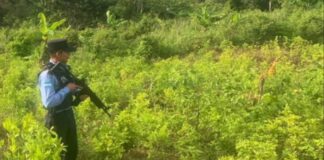 Policia Nacional erradica tres manzanas de arbustos de coca y un narcolaboratorio en Trinidad, Santa Bárbara