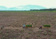 La posible extensión de la canícula preocupa a productores del país