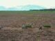 La posible extensión de la canícula preocupa a productores del país