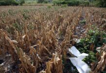 El SICA y la FAO llaman a unir esfuerzos y a movilizar recursos para el Corredor Seco