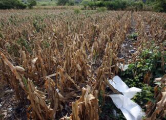 El SICA y la FAO llaman a unir esfuerzos y a movilizar recursos para el Corredor Seco