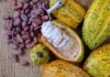 Agricultores de Centroamérica aumentan productividad con cultivo sostenible de cacao