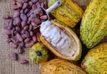 Agricultores de Centroamérica aumentan productividad con cultivo sostenible de cacao