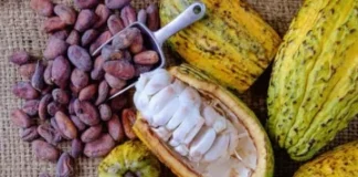 Agricultores de Centroamérica aumentan productividad con cultivo sostenible de cacao