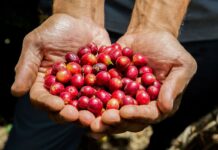 Apertura del mercado con China genera optimismo en caficultores hondureños