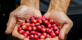 Apertura del mercado con China genera optimismo en caficultores hondureños