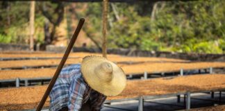 Honduras ha exportado 5.8 millones de quintales de café, según el Ihcafe