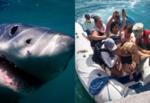 Reportan un ataque de tiburón a una turista mexicana en las Islas Galápagos