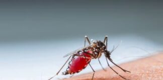 Honduras acumula 6.443 casos de dengue, zika y chikunguña en lo que va de 2023
