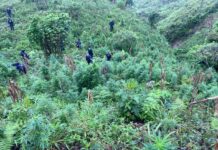 Policía Nacional asegura unas 230,000 plantas de supuesta marihuana en Marale, Francisco Morazán