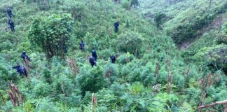 Policía Nacional asegura unas 230,000 plantas de supuesta marihuana en Marale, Francisco Morazán
