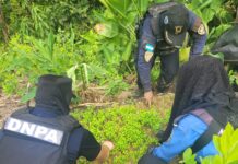 Policía Nacional asegura un laboratorio rústico y plantación con más de 100 mil arbustos de supuesta coca en Santa Bárbara