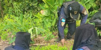 Policía Nacional asegura un laboratorio rústico y plantación con más de 100 mil arbustos de supuesta coca en Santa Bárbara