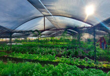 Agricultura regenerativa podría combatir crisis climática y mejorar producción en Honduras